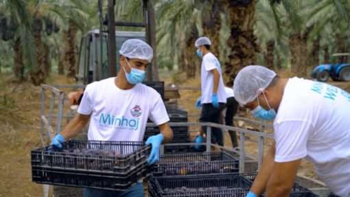 Palestinian Medjoul Dates